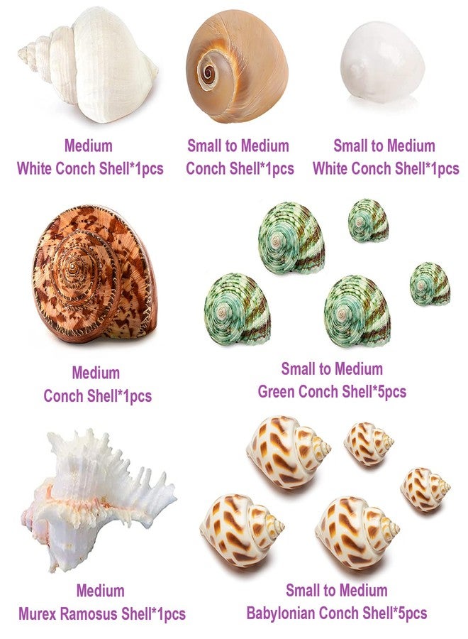 QICQDRAM QEQEKAKA 15PCS Hermit Crab Shells (7 Types) Natural Hermit Crab Shells, for Small to Large Hermit Crab Turbo Shells Hermit Crab Supplies Visit The QICQDRAM Store - Image 2